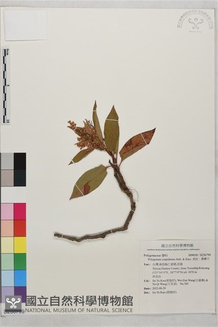 虎杖、黃藥子藏品圖，第1張