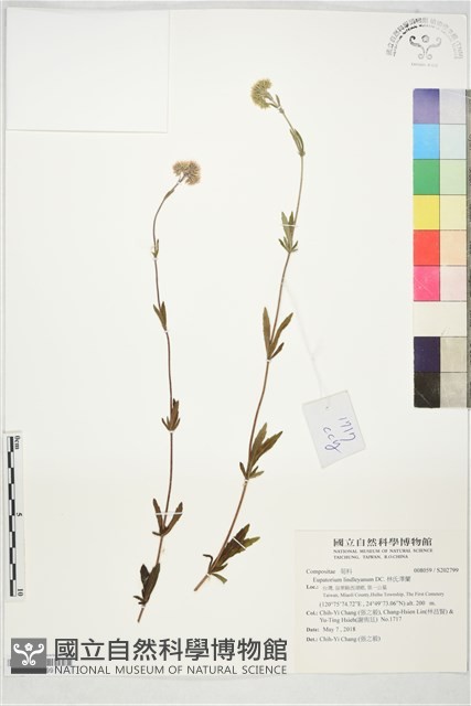 林氏澤蘭藏品圖，第1張