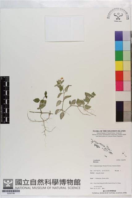 登錄號:S200799藏品圖，第1張