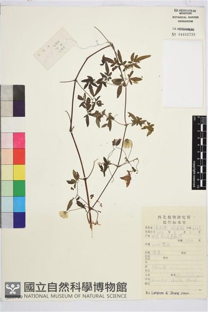 鐵線蓮藏品圖，第1張