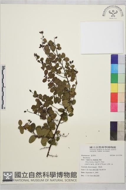 登錄號:S115799藏品圖，第1張