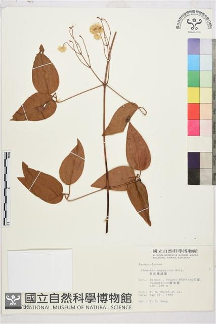 麥氏鐵線蓮藏品圖，第2張