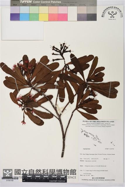 登錄號:S195799藏品圖，第1張