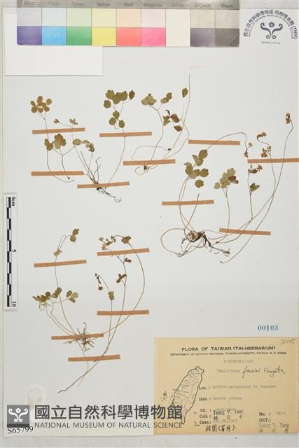 臺灣唐松草、臺灣鐵大烏藏品圖，第1張