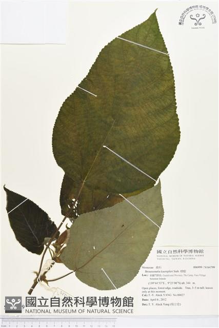 楮樹藏品圖，第1張