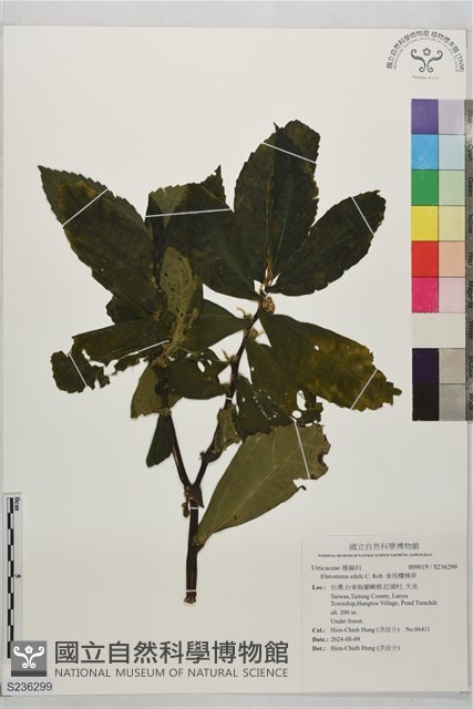 食用樓梯草藏品圖，第1張