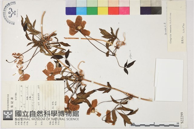 麗葉鐵線蓮藏品圖，第1張