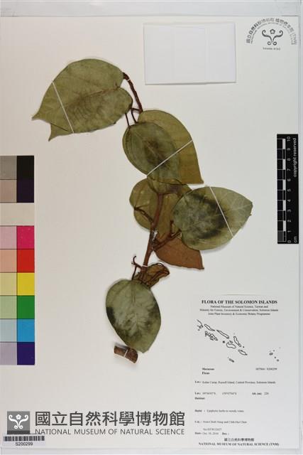 登錄號:S200299藏品圖，第1張