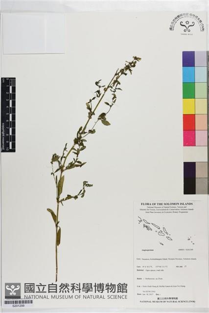 登錄號:S201299藏品圖，第1張