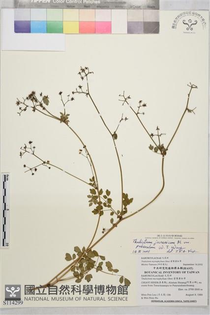 微毛爪哇唐松草藏品圖，第1張