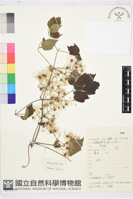 鈍齒鐵線蓮藏品圖，第1張