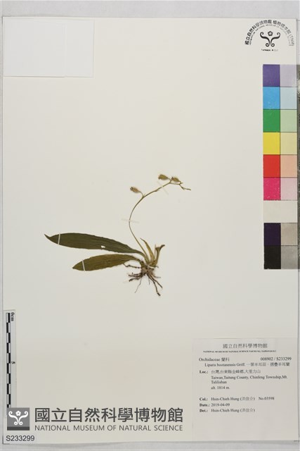 一葉羊耳蒜、摺疊羊耳蘭藏品圖，第1張
