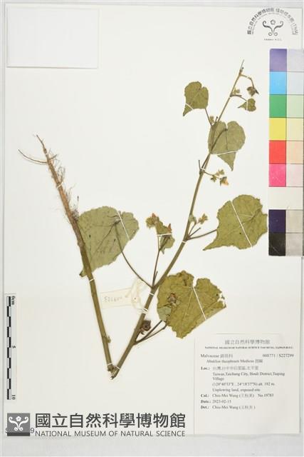 莔麻藏品圖，第1張