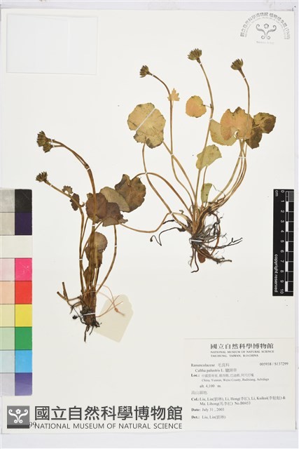 驢蹄草藏品圖，第1張