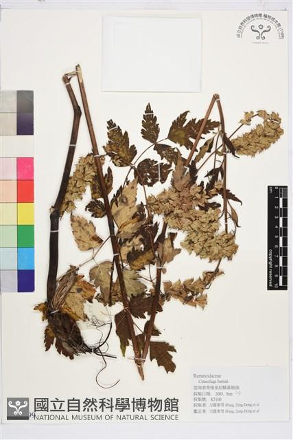 Accession Number:S170499 Collection Image