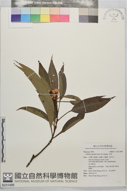 木荷藏品圖，第1張