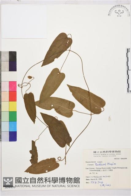 田代氏鐵線蓮藏品圖，第1張