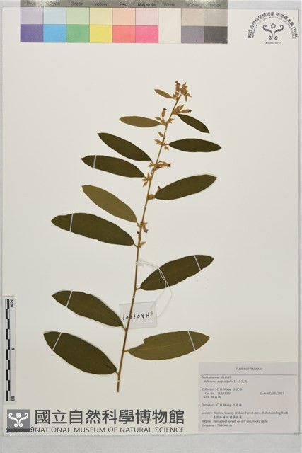 山芝麻藏品圖，第1張