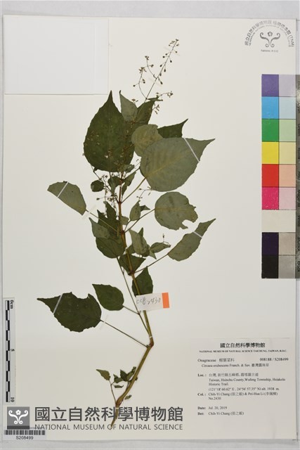臺灣露珠草藏品圖，第1張