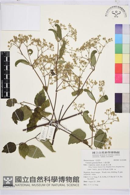 小蓑衣藤藏品圖，第1張