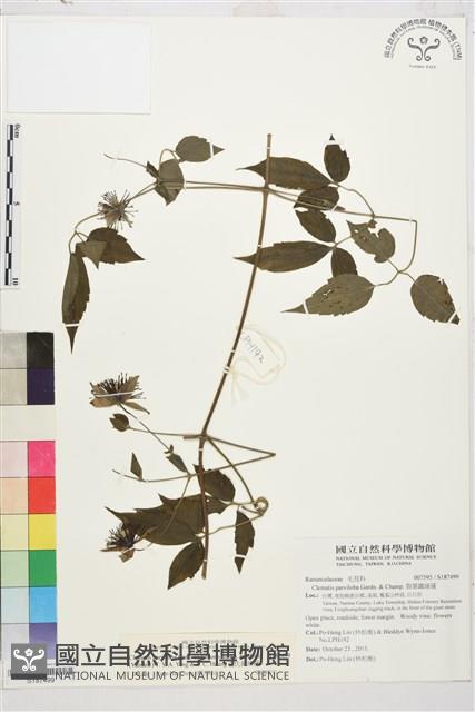 巴氏鐵線蓮藏品圖，第1張