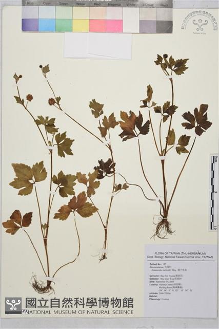 辣子草、揚子毛茛藏品圖，第1張