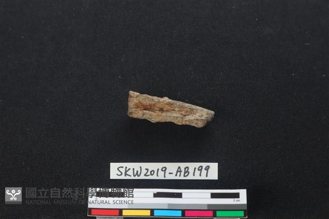 獸骨藏品圖，第1張