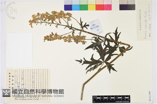 草烏頭藏品圖，第1張