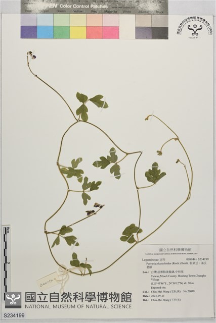 假菜豆、湯氏葛藤藏品圖，第1張