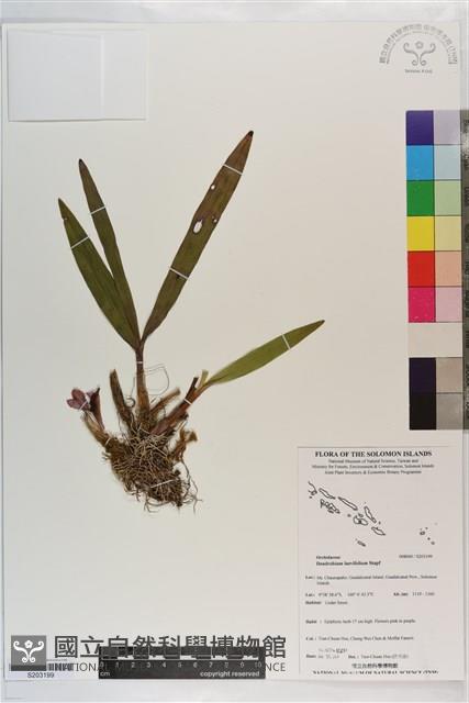 登錄號:S203199藏品圖，第1張