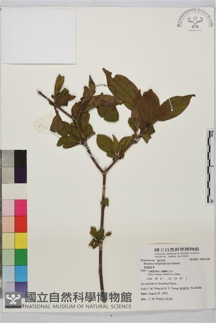 鉤齒鼠李藏品圖，第1張