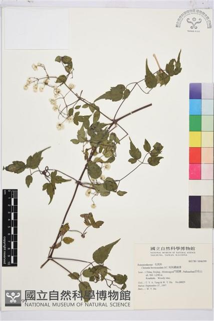 短尾鐵線蓮藏品圖，第1張