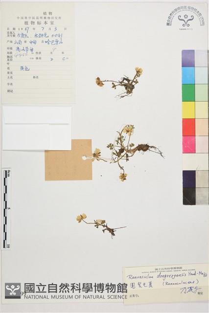 圓裂毛茛藏品圖，第1張