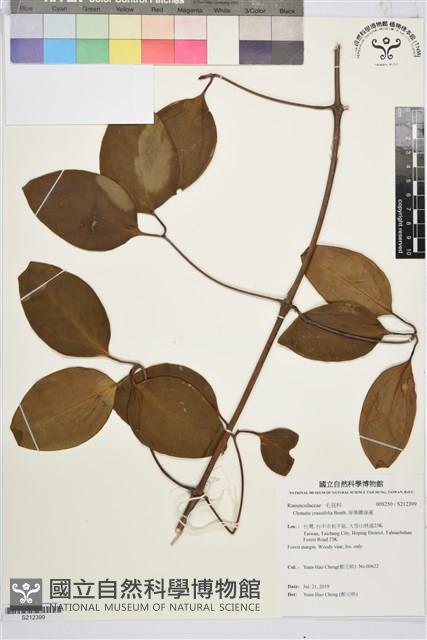 厚葉鐵線蓮藏品圖，第1張