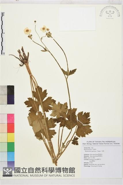 毛茛藏品圖，第1張