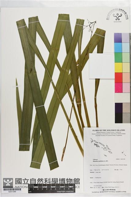 桔梗蘭藏品圖，第1張