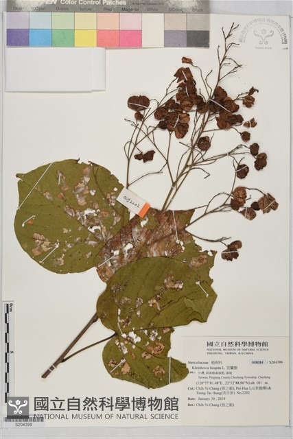 克蘭樹藏品圖，第1張