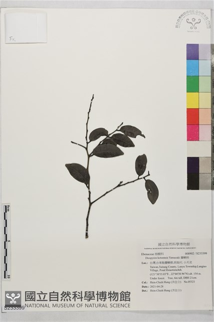 蘭嶼柿藏品圖，第1張