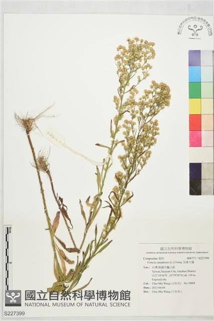 加拿大蓬藏品圖，第1張