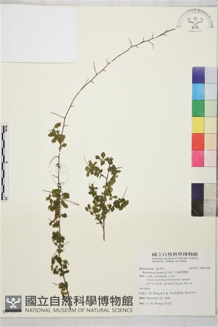 小葉黃鱔藤藏品圖，第1張