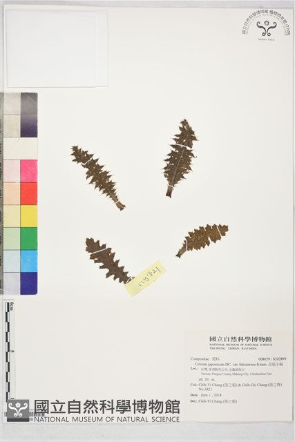 長苞小薊藏品圖，第1張