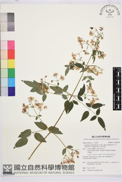 梨山小蓑衣藤藏品圖，第1張