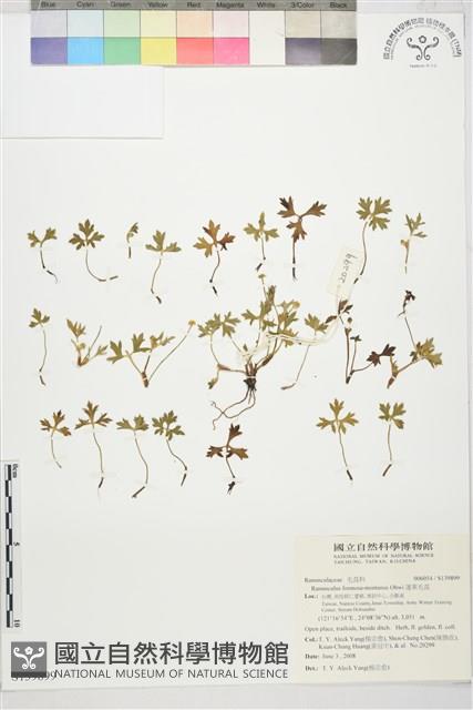 蓬萊毛茛藏品圖，第1張