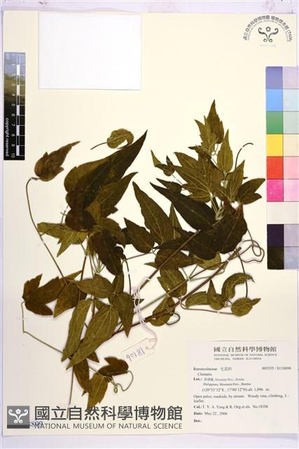 登錄號:S118899藏品圖，第1張