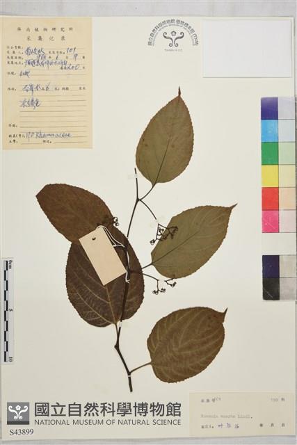 拐棗、枳椇藏品圖，第1張