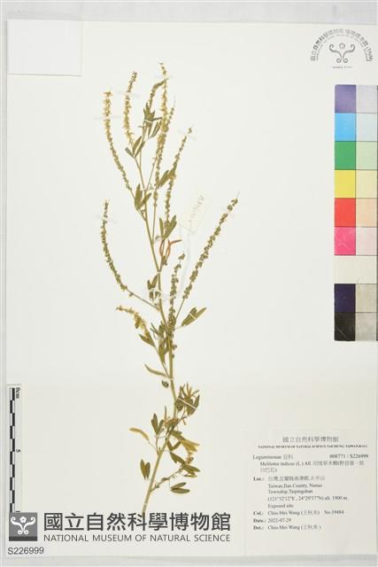 印度草木樨、野苜蓿、朗日巴花藏品圖，第1張