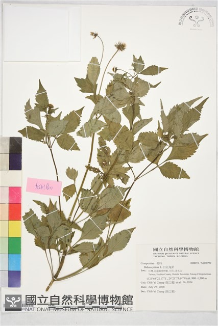 白花鬼針藏品圖，第1張