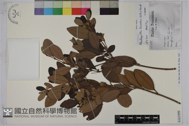 桃金孃藏品圖，第1張