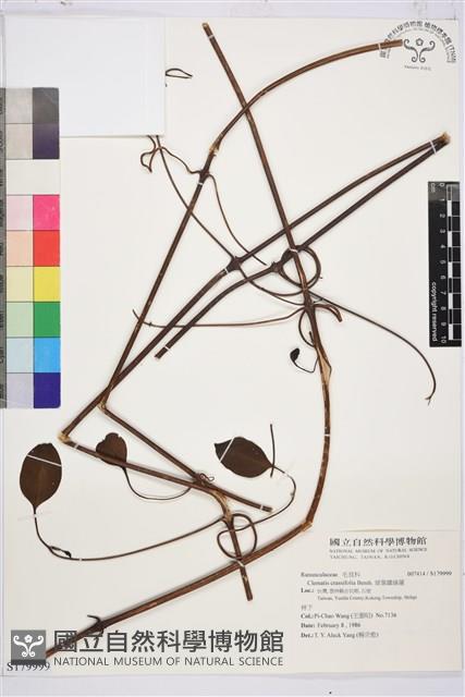 厚葉鐵線蓮藏品圖，第1張