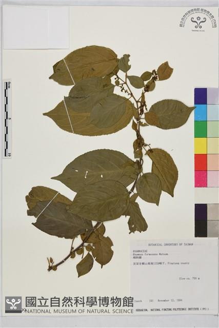 桶鉤藤藏品圖，第1張